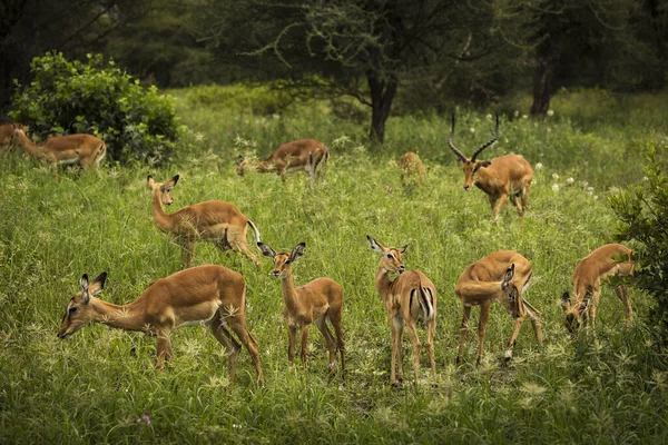 Grupo Impala Parque Nacional Safari Tarangire Tanzânia — Fotografia de Stock