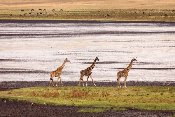 タンザニアのンゴロンゴロ国立公園の湖の近くを走るキリン3羽 — ストック写真