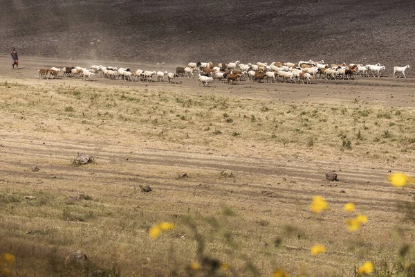Park Narodowy Ngorongoro Tanzania Czerwca 2019 Masajski Kozami Chodzącymi Polu — Zdjęcie stockowe