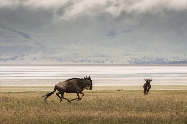 탄자니아의 롱고로 공원에 사파리에서 달리고 Wildebeest — 스톡 사진