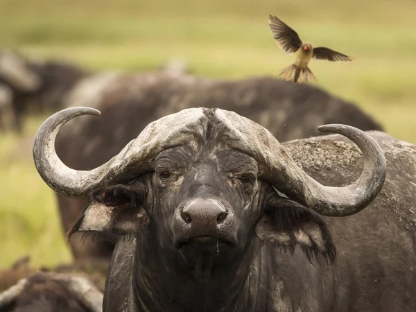 Buffalo Durante Safári Parque Nacional Ngorongoro Tanzânia — Fotografia de Stock