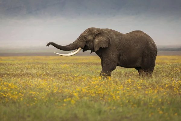 Jeden Slon Trávě Během Safari Národním Parku Ngorongoro Tanzanie — Stock fotografie