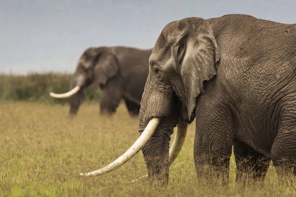 Sloni Trávě Během Safari Národním Parku Ngorongoro Tanzanie — Stock fotografie