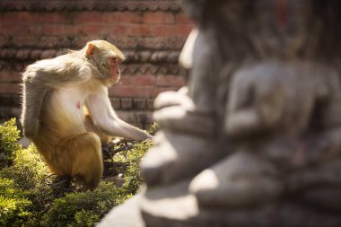 Nepal Katmandu 'da Maymun Tapınağı adı verilen Budist Tapınağındaki Maymun.