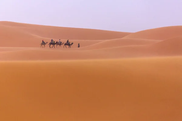 Kamele Karawane Der Wüste Von Sahara Mit Schönen Dünen Hintergrund — Stockfoto