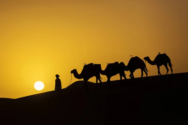 Silhouette Einer Kamelkarawane Bei Sonnenaufgang Der Wüste Sahara Marokko — Stockfoto