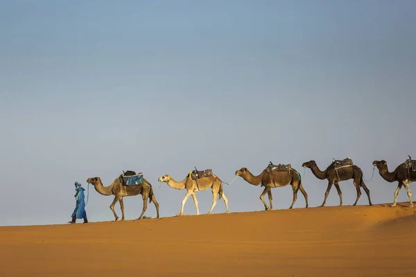 Caravana Camelos Sobremesa Saara Com Belas Dunas Fundo Marrocos — Fotografia de Stock