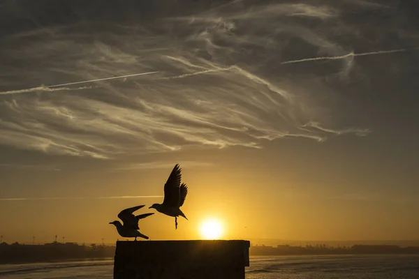 Sightseeing Morocco Beautiful Sunset Essaouira Pigeons Playing Background — Stock Photo, Image