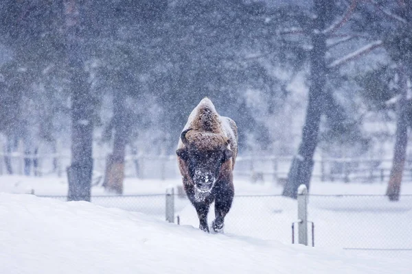 Bison Oeros Winterseizoen Hun Habitat Mooie Sneeuwt — Stockfoto