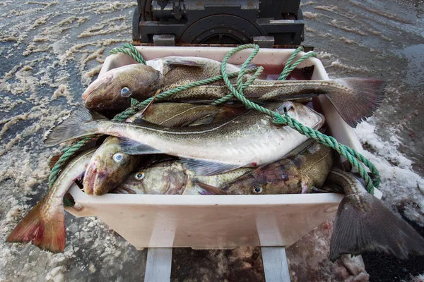 노르웨이 로포텐 제도의 겨울철에 물고기를 말리는 전통적 방법인 노르웨이의 제도에서는 — 스톡 사진