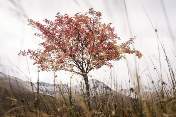 Herfstlandschap Highlands Schotland Verenigd Koninkrijk Prachtige Bergen Met Sneeuw Achtergrond — Stockfoto