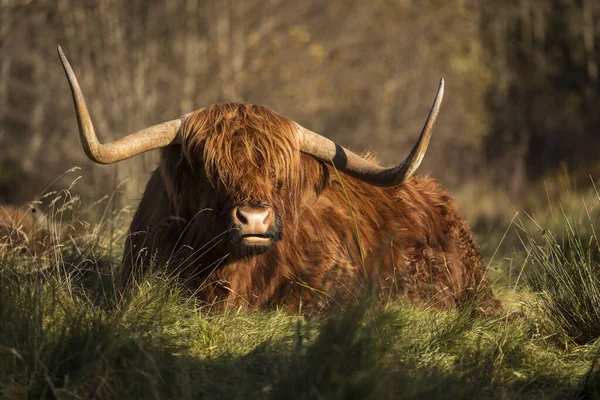 Altopiano Peloso Mucca Isola Skye Scotlan — Foto Stock