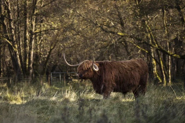 Vache Des Hautes Terres Fourrure Dans Île Skye Scotlan — Photo