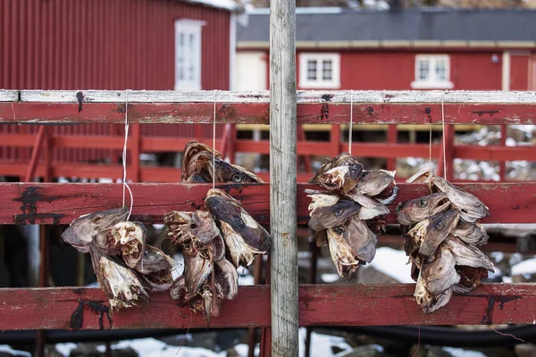 Stockfish Bacalhau Processo Secagem Bacalhau Durante Inverno Nas Ilhas Lofoten — Fotografia de Stock