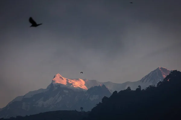 Águias Voando Com Montanhas Himalaia Fundo Nepal — Fotografia de Stock