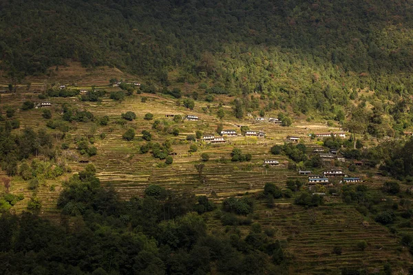 Mooie Rijstvelden Trekking Annapurna Cirquit Nepal — Stockfoto