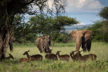 Tarangire Ulusal Parkı 'ndaki safari sırasında güzel filler ve kazıklar, arka planda ağaçlarla Tanzanya.