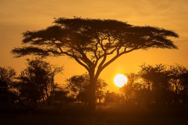 Tanzanya 'nın Serengeti Milli Parkı safarisindeki Akasya ağacı. Arka planda güzel bir gündoğumu var. Afrika 'nın vahşi doğası