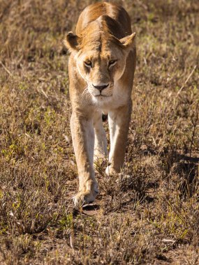 Serengeti Ulusal Parkı, Tanzanya 'da safari sırasında kameraya çekilen dişi aslanın yakın çekimi. Afrika 'nın vahşi doğası