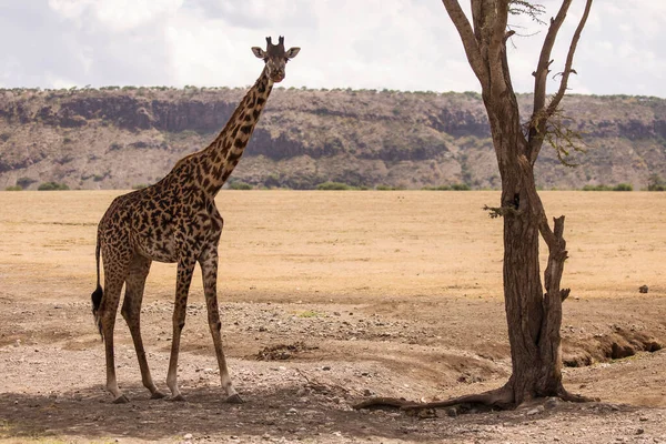 African giraffe at beautiful landscape in the Ngorongoro National Park. Tanzania. Wild nature of Africa