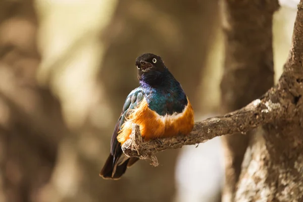 Εξαιρετικό Starling Blue Bird Lamprotornis Superbus Στο Εθνικό Πάρκο Tarangire — Φωτογραφία Αρχείου