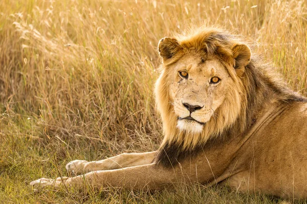 Closeup Lion Resting Grass Safari Serengeti National Park Tanzania Wild — Stock Photo, Image