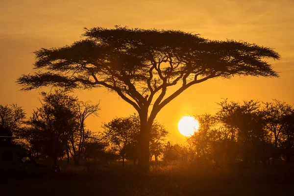 Acacia Safari Parc National Serengeti Tanzanie Avec Beau Lever Soleil — Photo
