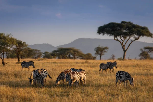 Afrikanische Zebras Bei Einer Safari Bei Sonnenaufgang Serengeti Nationalpark Tansania — Stockfoto