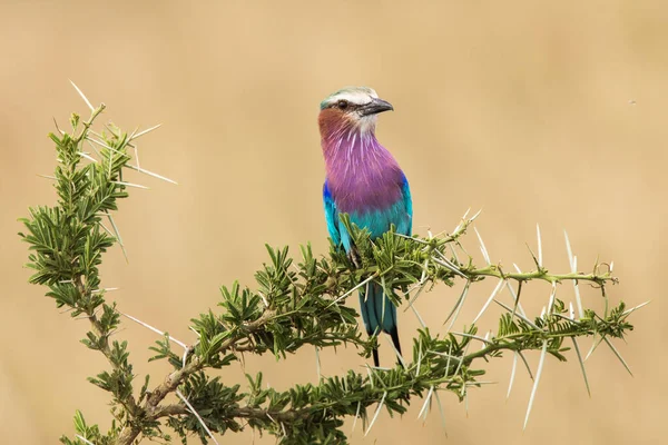 Rolo Colorido Peito Lilás Sentado Árvore Durante Safári Parque Nacional — Fotografia de Stock