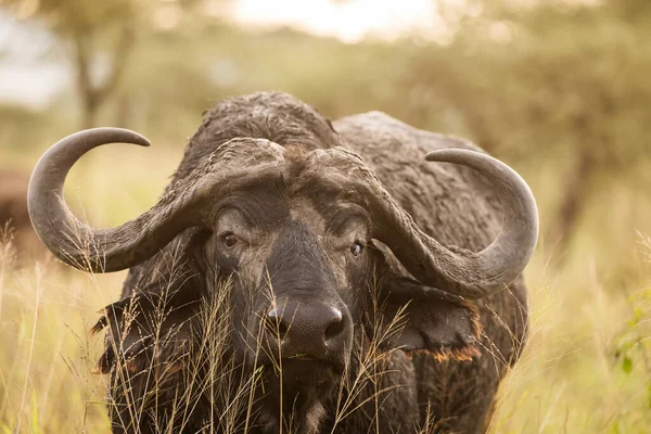 Buffalo Grama Olhando Para Câmera Durante Safari Parque Nacional Serengeti — Fotografia de Stock