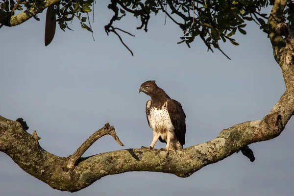 Falco Adagiato Albero Nel Parco Nazionale Del Serengeti Tanzania Durante — Foto Stock