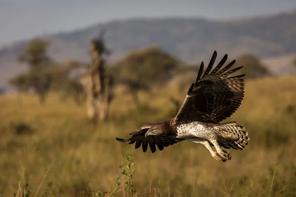 Хок Літає Над Саваною Національному Парку Серенгеті Танзанії Під Час — стокове фото