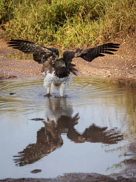 在坦桑尼亚塞伦盖蒂国家公园 鹰在地球上散步 背景为蓝天 非洲的野生性质 — 图库照片