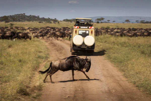 Мбаппе Время Сафари Национальном Парке Серени Танзания Дикая Природа Африки — стоковое фото