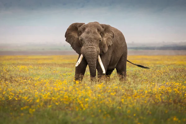 在坦桑尼亚恩戈隆戈罗国家公园的狩猎活动中 大象正在吃草 他周围美丽的黄色花朵 非洲的野生性质 — 图库照片