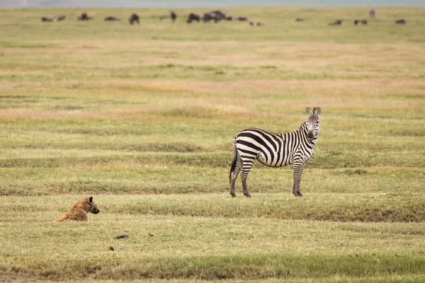 Hyena Grama Com Zebra Wildebeast Fundo Durante Safari Parque Nacional — Fotografia de Stock
