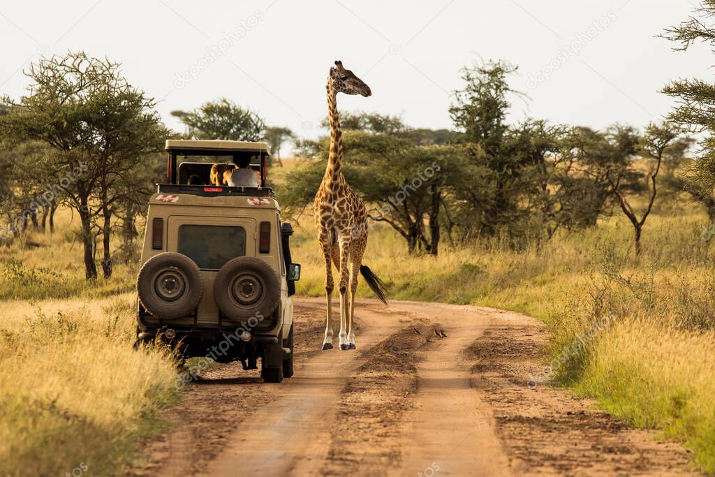 Giraffe with trees in background during sunset safari in Serengeti National Park, Tanzania. Wild nature of Africa. Safari car in the roa