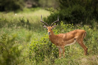 Impala 'nın Tarangire, Ulusal Park, Tanzanya' daki Safari 'deki görüntüsü.