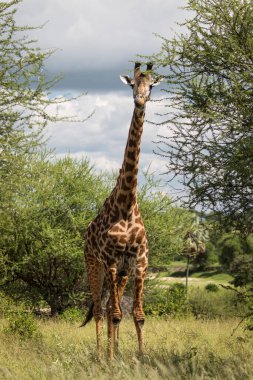 Tarangire Ulusal Parkı, Tanzanya 'da safari sırasında güzel bir kız.