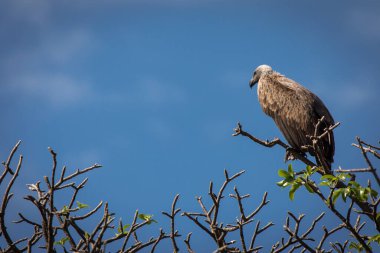 Tanzani 'deki Tarangire Ulusal Parkı' nda safaride bir ağaçta oturan kartal.