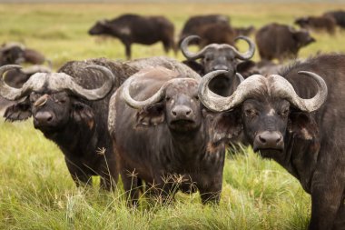 Tanzani 'deki Serengeti Milli Parkı' nda safari sırasında çimlerde bufalo vardı. Afrika 'nın vahşi doğası.