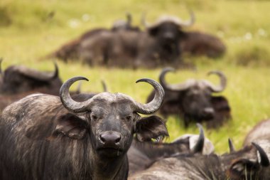 Tanzani 'deki Serengeti Milli Parkı' nda safari sırasında çimlerde bufalo vardı. Afrika 'nın vahşi doğası.