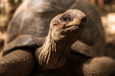 Bir Aldabra dev kaplumbağası Tanzanya 'nın Zanzibar kentindeki Hapishane Adası' nda kabuğundan dışarı bakar.
