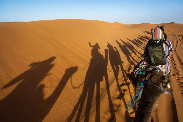 Camels Caravan Dessert Sahara Beautiful Dunes Background Morocco — Stock Photo, Image