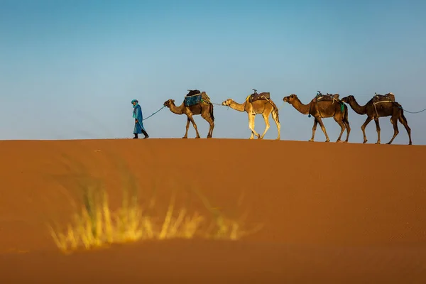 Caravana Camelos Sobremesa Saara Com Belas Dunas Fundo Marrocos — Fotografia de Stock