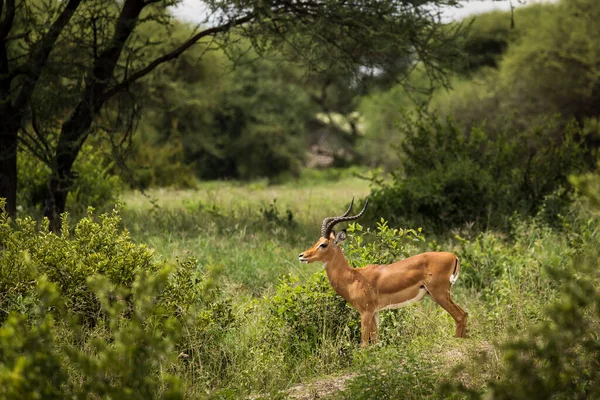 Fechar Imagem Impala Tirada Safari Localizado Tarangire Parque Nacional Tanzânia — Fotografia de Stock