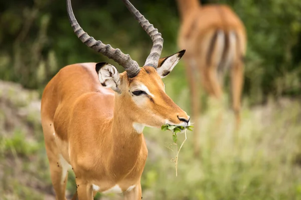 Fechar Imagem Impala Tirada Safari Localizado Tarangire Parque Nacional Tanzani — Fotografia de Stock