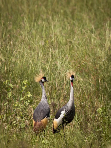 Серая Коронованная Журавль Траве Время Сафари Национальном Парке Таранжире Танзани — стоковое фото