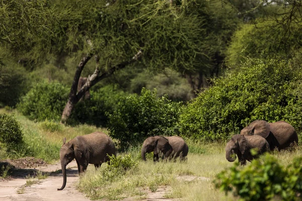 Krásní Sloni Během Safari Národním Parku Tarangire Tanzanie — Stock fotografie