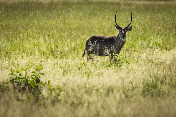 Fechar Imagem Impala Tirada Safari Localizado Tarangire Parque Nacional Tanzani — Fotografia de Stock